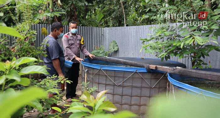 Polres Grobogan Dukung Ketahanan Pangan Dengan Ternak Lele