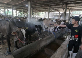 Pemkab Batang Bakal Sidak Kandang Hewan Kurban H 3 Idul Adha