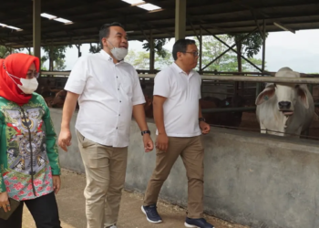 KUNJUNGAN: Bupati Blora bersama tim belajar peternakan sapi di Cianjur.
Wujudkan Mimpi Jadi Sentra Peternakan Sapi
