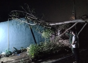TUMBANG: Pohon tumbang saat hujan di salah satu jalan di Kota Semarang. (DINDA RAHMASARI/LINGKARJATENG.ID)