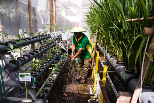 Dorong Masyarakat Perkotaan Lakukan Urban Farming