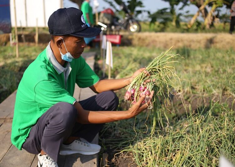PANEN: Salah satu petani memperlihatkan hasil panen bawang merah dengan sistem budidaya organik di Sragen, Jumat (8/10/21). (ANTARA/LINGKARJATENG.ID)
