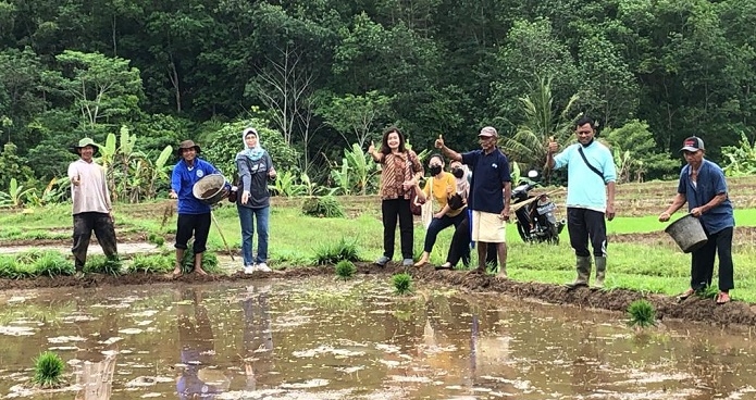 Kelompok Tani (Poktan) Bangun Karso 3, Dusun Penggungrejo, Desa Ngadirejo, Kecamatan Mojogedang untuk pertama kalinya mempraktekkan penggunaan pupuk organik yang dibuat dari arang sekam padi, jerami dan pupuk diperkaya Azolla. (Istimewa / Lingkarjateng.id)