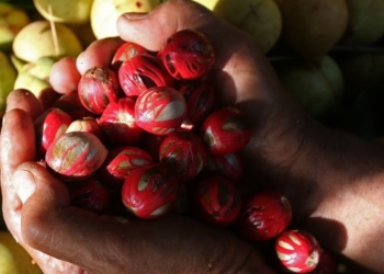 ILUSTRASI: Petani memperlihatkan buah pala yang baru panen di Tapaktuan, Aceh Selatan, Aceh. (Istimewa / Lingkarjateng.id)