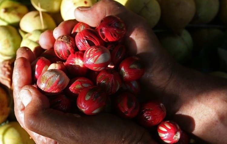 Plus Minus Keragaman Pala di Indonesia 25 ILUSTRASI: Petani memperlihatkan buah pala yang baru panen di Tapaktuan, Aceh Selatan, Aceh. (Istimewa / Lingkarjateng.id)