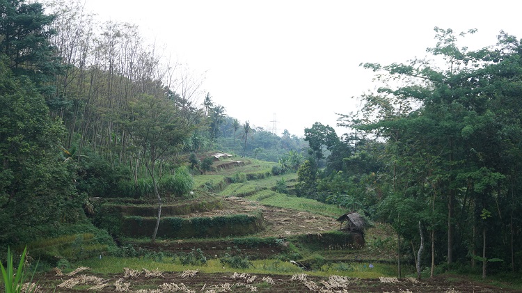 TUMBUH SUBUR: Kondisi geografis Desa Tempur, Kecamatan Keling, Kabupaten Jepara yang hijau oleh berbagai tanaman. (Adhik Kurniawan / Lingkarjateng.id)