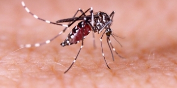 ILUSTRASI: Nyamuk Aedes Aegypti penyebab penyakit Demam Berdarah Dengue (DBD). (ISTIMEWA/LINGKARJATENG.ID)