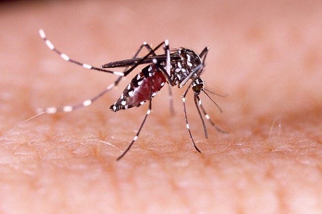 Musim Penghujan, Kasus DBD Grobogan Meningkat 25 ILUSTRASI: Nyamuk Aedes Aegypti penyebab penyakit Demam Berdarah Dengue (DBD). (ISTIMEWA/LINGKARJATENG.ID)