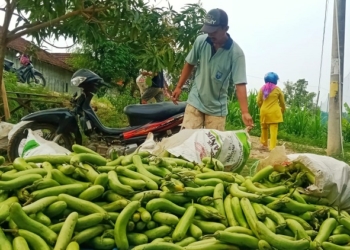 PASRAH : Sumangat Hadi usai memanen terong di lahan pertaniannya di Desa Logede Kecamatan Sumber. (R.Teguh Wibowo/Lingkarjateng.id)