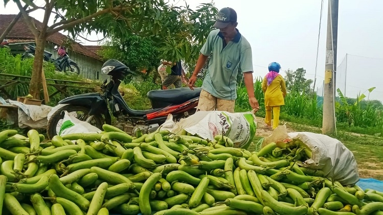 PASRAH : Sumangat Hadi usai memanen terong di lahan pertaniannya di Desa Logede Kecamatan Sumber. (R.Teguh Wibowo/Lingkarjateng.id)
