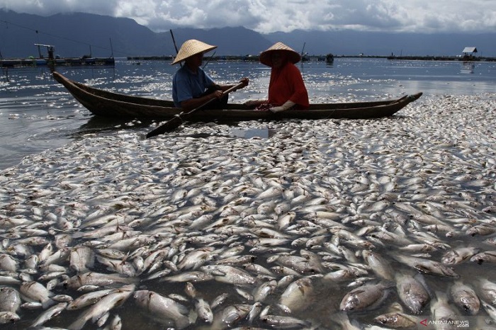 MENYEDIHKAN: Nelayan melintas di dekat ribuan ikan keramba jaring apung yang mati di Danau Maninjau, Kabupaten Agam, Sumatera Barat baru-baru ini. (Antara/Lingkarjateng.id)