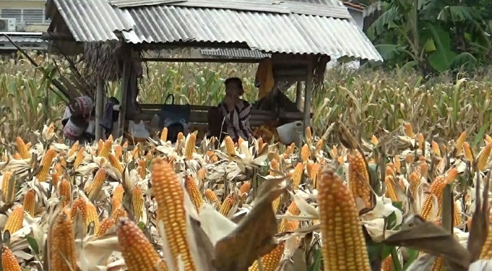 Jagung Pati 95 Persen Dikirim ke Luar Daerah 25 BERJAGA: Seorang petani sedang menjaga ladang jagungnya yang siap dipanen di Pati, baru-baru ini. (Aziz Afifi/Lingkarjateng.id)