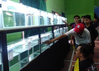 KONTES: Berbagai jenis Ikan Channa yang ikut ajang Channa Contest di Aula Kelurahan Krapyak, Semarang. (Adimungkas/Lingkarjateng.id)