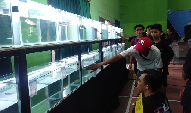 KONTES: Berbagai jenis Ikan Channa yang ikut ajang Channa Contest di Aula Kelurahan Krapyak, Semarang. (Adimungkas/Lingkarjateng.id)