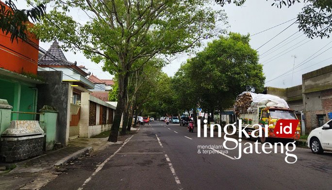 ILUSTRASI: Pepohonan yang tumbuh di kanan kiri ruas jalan Pati kota. (Aziz Afifi/Lingkarjateng.id)