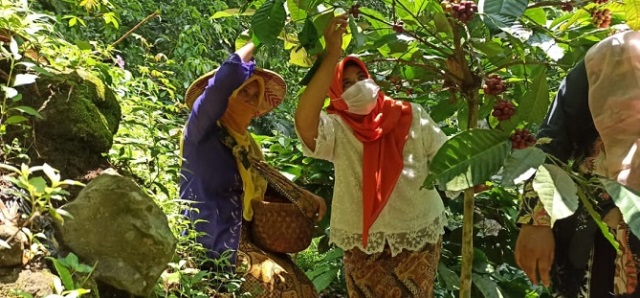 MEMETIK: Sejumlah petani kopi saat memanen kopi di Desa Japan, Kecamatan Dawe, Kabupaten Kudus. (Dok. Koran Lingkar/Lingkarjateng.id)