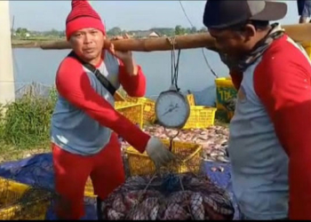 MENIMBANG: Para pembudidaya ikan Nila Salin menimbang hasil panennya, baru-baru ini. (Dok. DKP/Lingkarjateng.id)