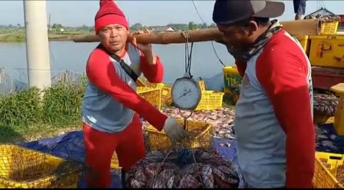MENIMBANG: Para pembudidaya ikan Nila Salin menimbang hasil panennya, baru-baru ini. (Dok. DKP/Lingkarjateng.id)