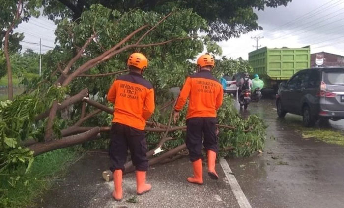 Angin Kencang Terjang Sejumlah Desa di Demak 25 SIGAP: BPBD Demak menangani pohon tumbang akibat hujan deras disertai angin kencang pada Selasa-Rabu, 11-12 Januari 2022. (Istimewa/Lingkarjateng.id)