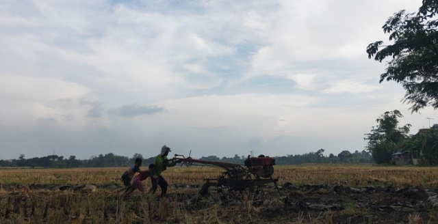 ILUSTRASI: Seorang petani sedang menggarap sawah. (M. Elang Ade Iswara/Lingkarjateng.id)
