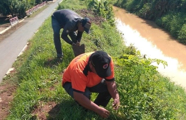 KOMPAK: BPBD Pati dan masyarakat menanam rumput vetiver di Desa Bogotanjung, Kecamatan Gabus, Kabupaten Pati, Senin (17/1). (Dok. BPBD Pati/Lingkarjateng.id)