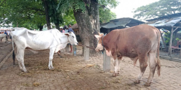 POTRET: Sejumlah sapi yang dijual pedagang sapi di Pasar Pon Blora. (Lilik Yuliantoro/Lingkarjateng.id)