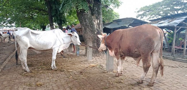 POTRET: Sejumlah sapi yang dijual pedagang sapi di Pasar Pon Blora. (Lilik Yuliantoro/Lingkarjateng.id)