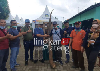 BANGGA: Subiyanto (sebelah kanan singkong raksasa mengenakan kaos abu-abu biru) menunjukkan singkong raksasa yang ia menangkan saat lelang di Pasar Tani Dintanpan, Kabupaten Rembang. (R. Teguh Wibowo/Lingkarjateng.id)