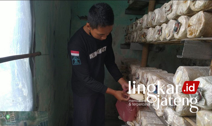 Warga Binaan Lapas Kendal Sukses Budidaya Jamur Tiram 25 TUMBUH: Hasil budidaya jamur Tiramoleh, warga binaan Lapas Terbuka Kelas IIB Kendal. (Unggul Priambodo/Lingkarjateng.id)