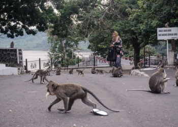 LIBURAN: Seorang pengujung asyik bercengkerama dengan sekumpulan kera di Gua Krea Semarang, baru-baru ini. (Dinda Rahmasari/Lingkarjateng.id)