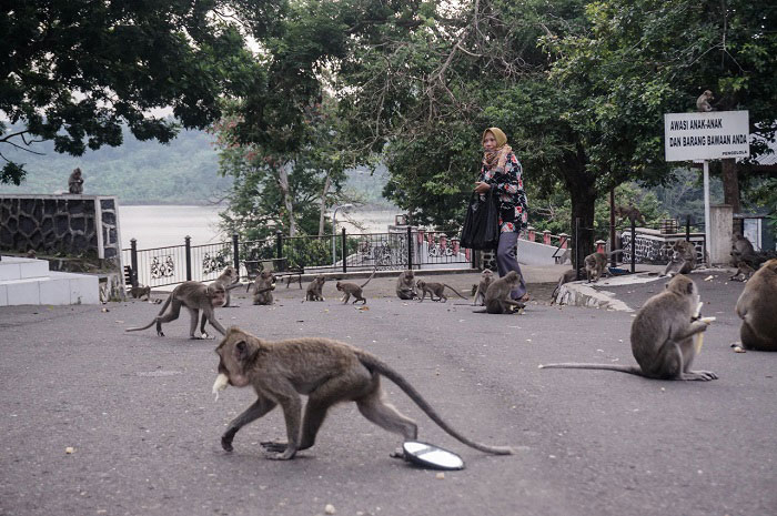 Libur Nataru, 97 Persen Wisata di Jawa Tengah Buka 25 LIBURAN: Seorang pengujung asyik bercengkerama dengan sekumpulan kera di Gua Krea Semarang, baru-baru ini. (Dinda Rahmasari/Lingkarjateng.id)