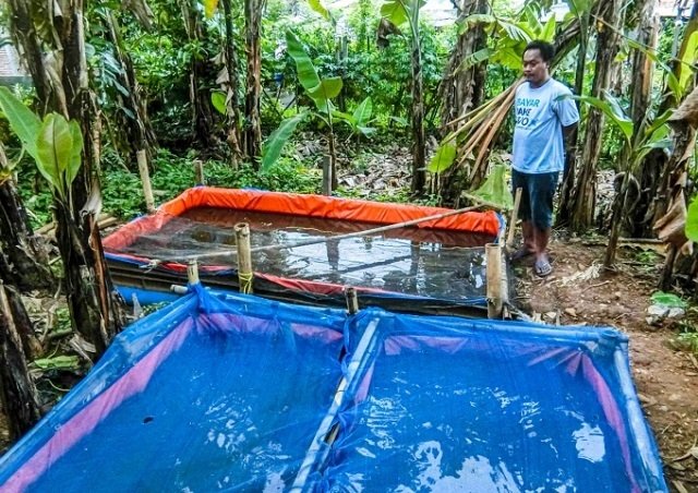 Pakai Metode Khusus, Ternak Lele Milik Cahyo Tri Purnomo Tidak Bau 25 BETERNAK: Peternakan lele milik Cahyo Tri Purnomo. (Dinda Rahmasari/Lingkarjateng.id)