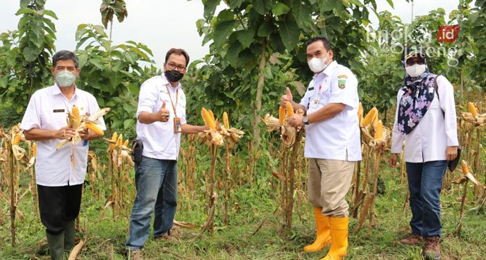Potensi Jagung Melimpah, Bupati Blora Harap Ada Pabrik Pakan Ternak 25 PANEN: Bupati Blora, Arief Rohman menghadiri panen raya di Desa Jatiklampok, Kecamatan Banjarejo, Rabu (9/2) pagi.