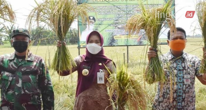 PANEN: Bupati Demak Eisti'anah menyambut panen raya MT I di Kabupaten Demak.