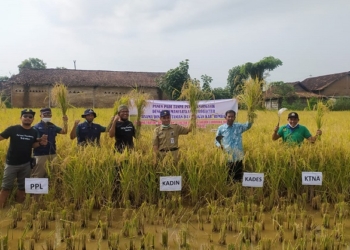 MEMANEN: Panen raya padi organik di Dusun Kedung Watu, Desa Kedungasem, Kecamatan Sumber, Kabupaten Rembang. (R. Teguh Wibowo/Lingkarjateng.id)