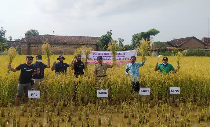 MEMANEN: Panen raya padi organik di Dusun Kedung Watu, Desa Kedungasem, Kecamatan Sumber, Kabupaten Rembang. (R. Teguh Wibowo/Lingkarjateng.id)