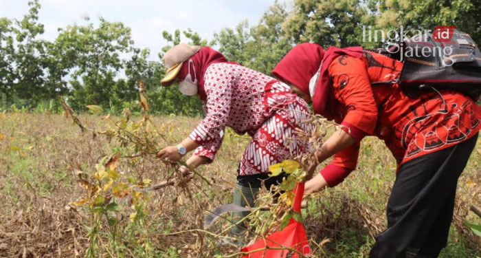 BLORA, Lingkarjateng.id - Panen perdana komoditas kedelai varietas Anjasmoro di Desa Jetakwanger, Kecamatan Ngawen dihadiri Wakil Bupati Blora, Tri Yuli Setyowati. Panen yang dilaksanakan Kamis pagi (3/2) di lahan demplot seluas setengah hektar itu dikelola oleh Lembaga Masyarakat Desa Hutan (LMDH) “Wana Rahayu”.