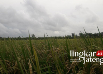 pupuk subsidi semarang