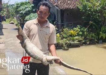 Biawak Raksasa Menyerupai Buaya