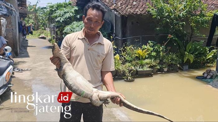 Pati Banjir, Biawak Raksasa Menyerupai Buaya Masuk ke Rumah Warga Ketitang Wetan 25 Biawak Raksasa Menyerupai Buaya