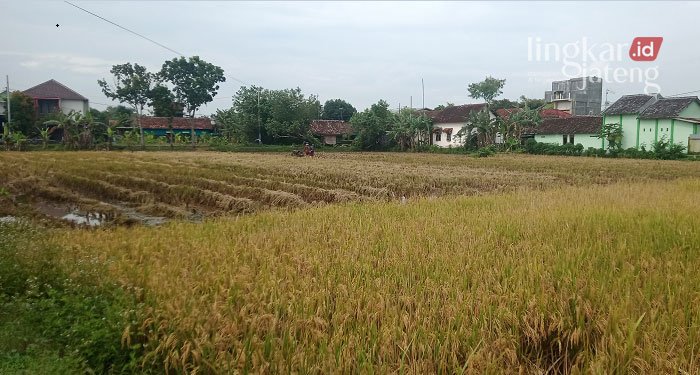 RUSAK: Padi milik petani di Kabupaten Blora mengalami kerusakan akibat hujan dan angin. (Lilik Yuliantoro/Lingkarjateng.id)