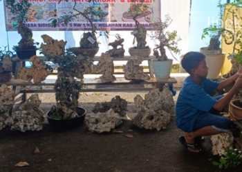 Pameran di Jepara, Sansevieria Sering Diekspor ke Thailand