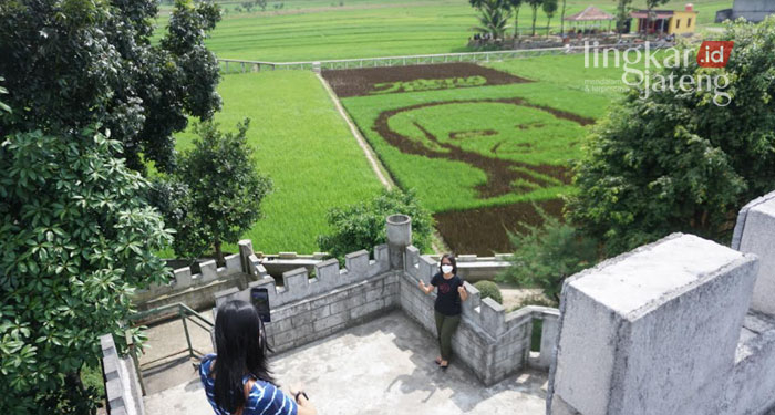 Heboh, Gambar Wajah Ganjar Pranowo di Sawah Jadi Daya Tarik Wisatawan 25 MEMOTRET: Pengunjung berfoto dengan background hasil sawah yang berbentuk wajah Gubernur Jawa Tengah, Ganjar Pranowo. (Adhik Kurniawan/Lingkarjateng.id)