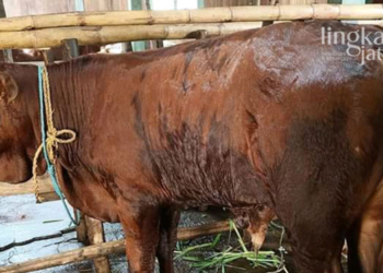 ILUSTRASI: Sapi milik peternak Blora. (Lilik Yuliantoro/Lingkarjateng.id)