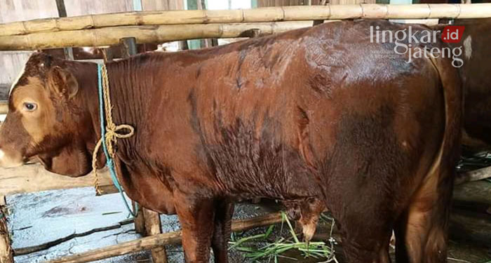 ILUSTRASI: Sapi milik peternak Blora. (Lilik Yuliantoro/Lingkarjateng.id)