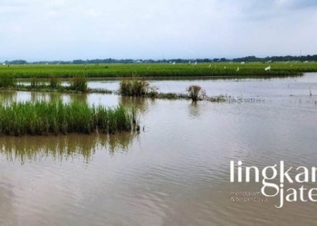 Sawah di Pati Terendam Banjir