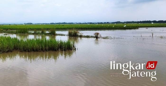 Sawah di Pati Terendam Banjir