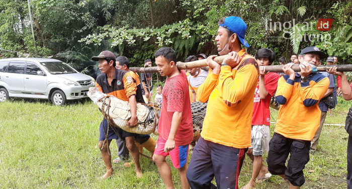 EVAKUASI: Tim BPBD Jepara bersama warga dan relawan saat menangkap buaya yang lepas dari objek wisata Akar Seribu. (Muslichul Basid/Lingkarjateng.id)