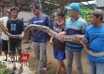 Ular Piton di Rembang