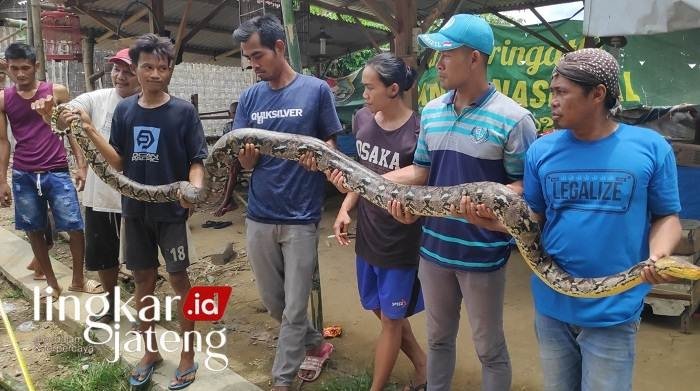 Ular Piton Sepanjang 3,8 Meter Ditemukan Warga Kebonagung Rembang 25 Ular Piton di Rembang